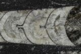 Polished Fossil Orthoceras (Cephalopod) - Morocco #138407-1